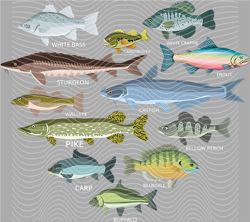 Fishing Series-DY 114